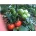 A-Z-54 F1 sırık tane domates fidesi 